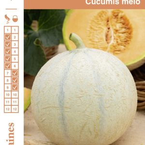MELON CHARENTAIS FGR S1