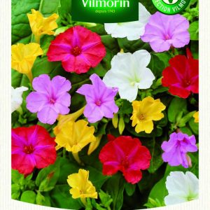 MIRABILIS JALAPA