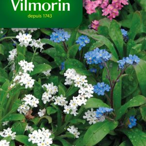 MYOSOTIS ALPES MIX