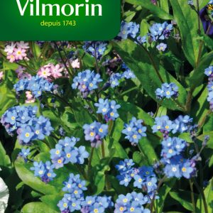 MYOSOTIS DES ALPES BLEU