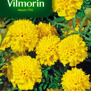 OEILLET INDE GLOBE CITRON