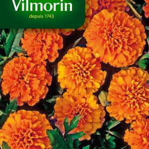OEILLET INDE GLOBE ORANGE