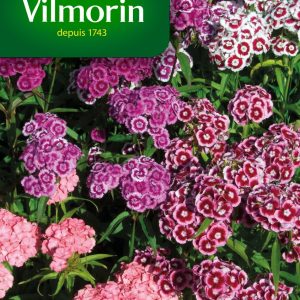 OEILLET POETE HIRONDELLE MIX