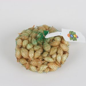OIGNON STURON 14/21 500G