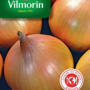 OIGNON VALENCIANA TARDIF  558