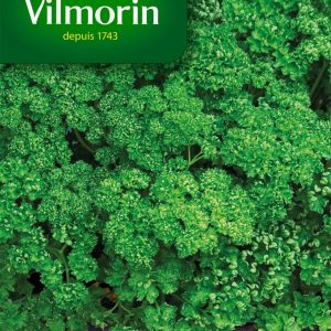 PERSIL FRISE VERT