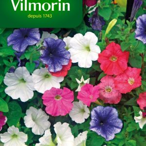 PETUNIA MIX