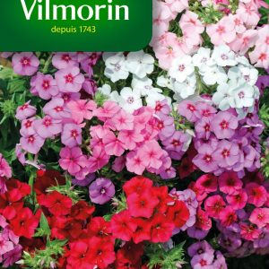 PHLOX DRUMMOND GDE FLEUR MIX