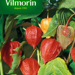 PHYSALIS LANTERNE CHINOISE