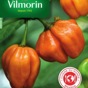 PIMENT MAGNUM ORANGE  762