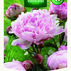 PIVOINE BERNHARDT