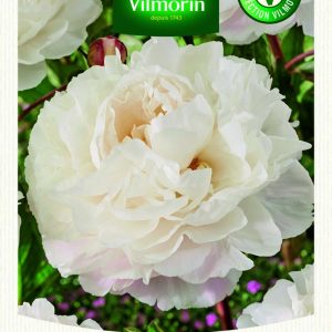 PIVOINE SHIRLEY TEMPLE
