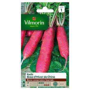 RADIS ROSE HIVER DE CHINE