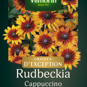 RUDBECKIA CAPPUCCINO