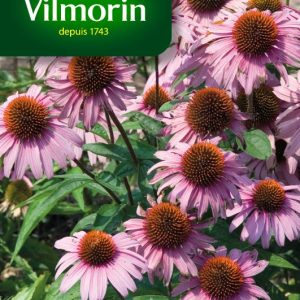 RUDBECKIA POURPRE MAGNUS