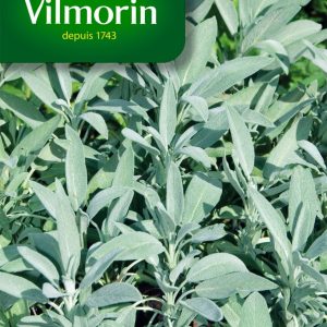 SAUGE OFFICINALE