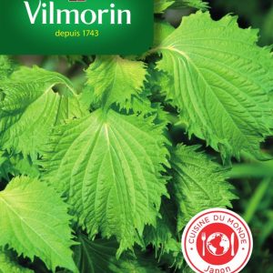 SHISO VERT