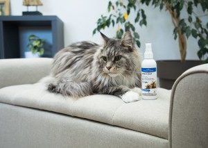 SPRAY A L’HERBE A CHAT POUR CHATON ET CHAT 200ml