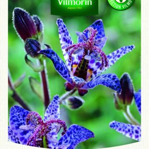 TRICYRTIS BLUE WONDER