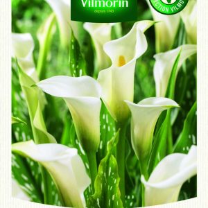 ZANTEDESCHIA ALBOMACULATA