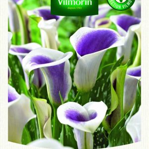 ZANTEDESCHIA PICASSO